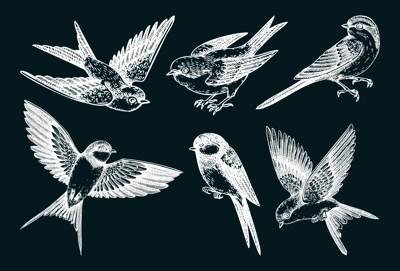 Decorative bird sketches. Hand-drawn swallow illustration. Vector flying bird chalk drawings. Wildlife design elements. NOT AI generated